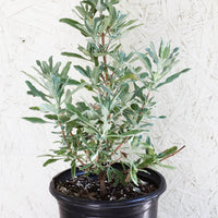 Salvia 'Allen Chickering' 1 Gallon