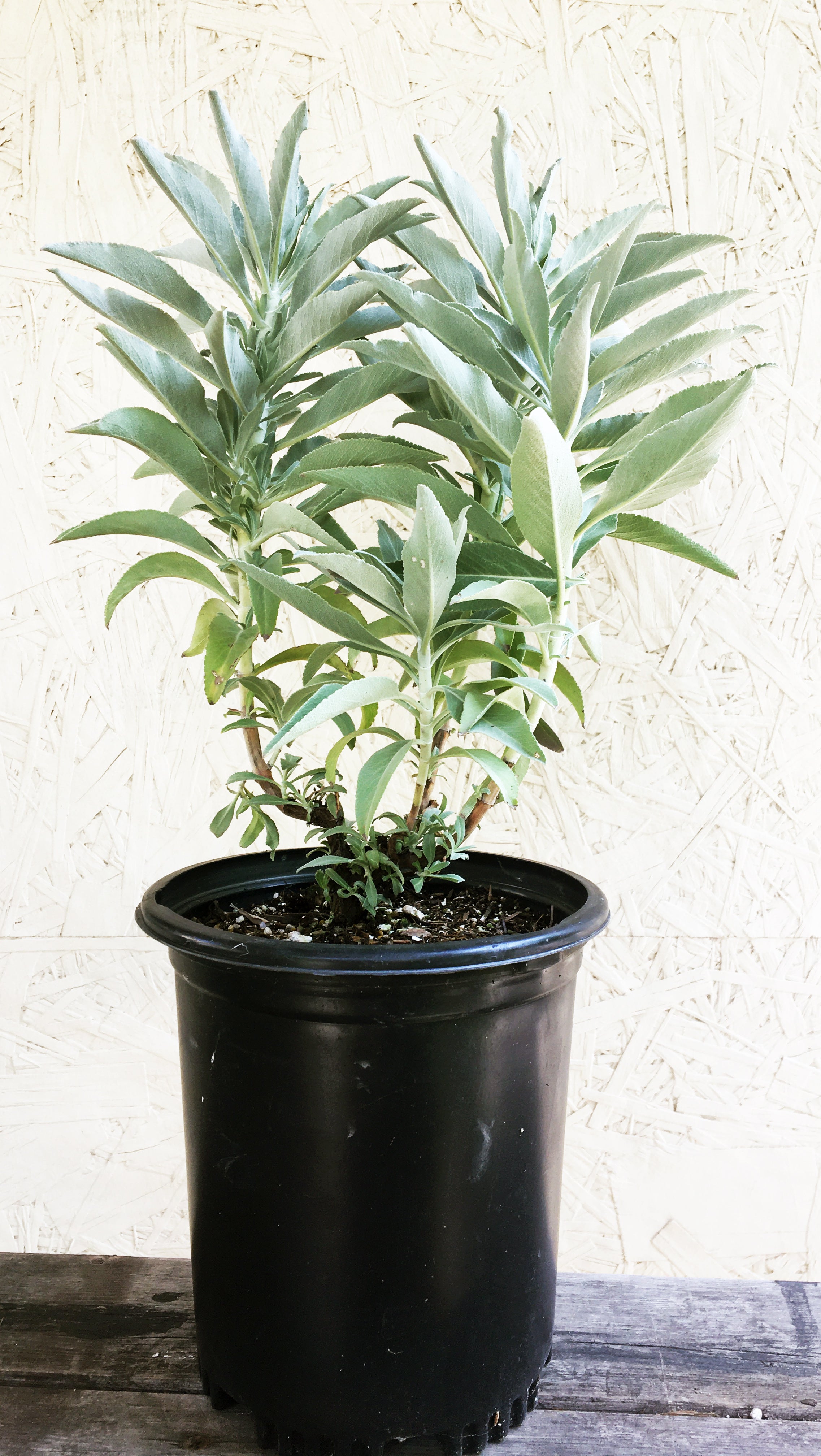sage plant in a pot Salvia apiana var. compacta, Compact white sage