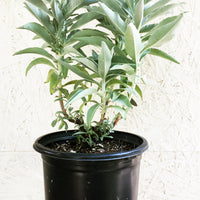 Salvia apiana var. compacta, Compact white sage