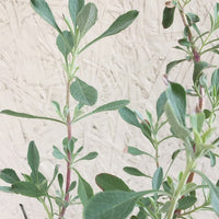 Salvia 'Celestial Blue' Foliage