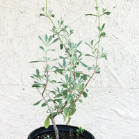 Salvia 'Celestial Blue' 1 Gallon