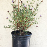 Salvia clevelandii 'Winifred Gillman'