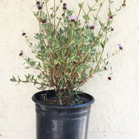 Salvia clevelandii 'Winifred Gilman', Winifred Gillman Sage