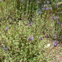 Salvia clevelandii 'Winifred Gilman', Winifred Gillman Sage