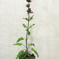 Salvia spathacea 'Powerline Pink', Hummingbird Sage