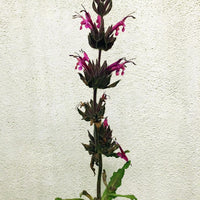 Salvia spathacea 'Powerline Pink', Hummingbird Sage flower
