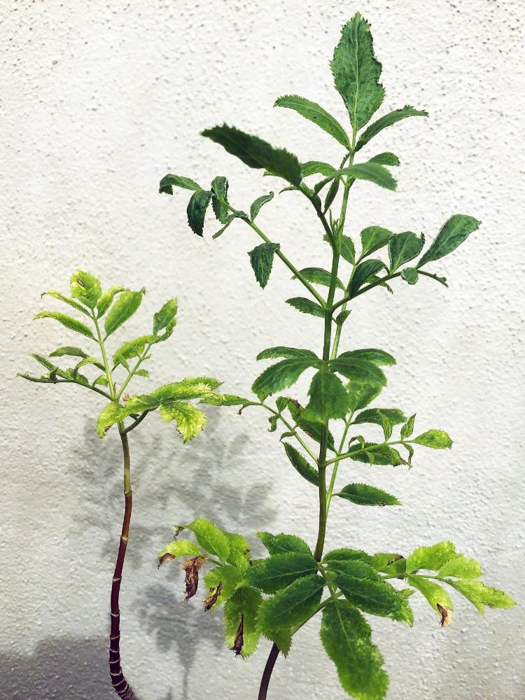 Sambucus nigra ssp. caerulea, Blue Elderberry – Plant Material
