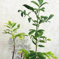 Sambucus nigra ssp. caerulea, Blue Elderberry