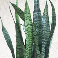 Sansevieria zeylanica