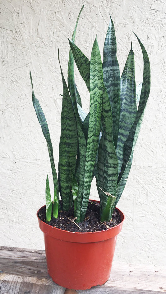 buy zeylanica snake plant Sansevieria zeylanica