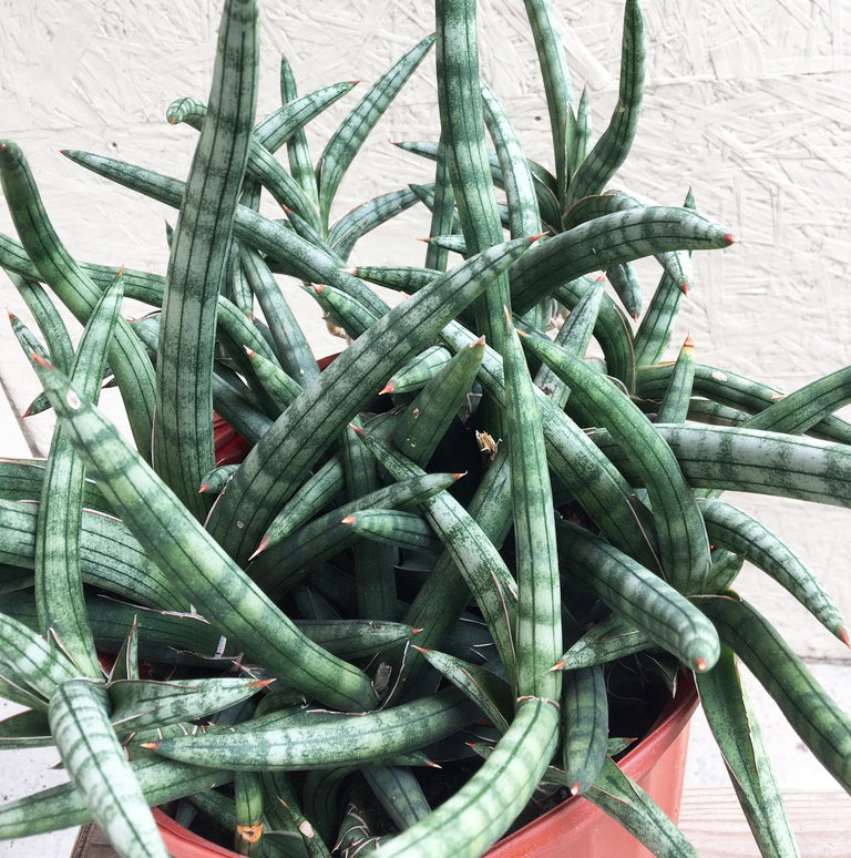 la sansevieria cylindrica Sansevieria cylindrica Patula