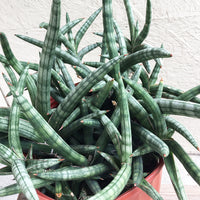 Sansevieria cylindrica Patula
