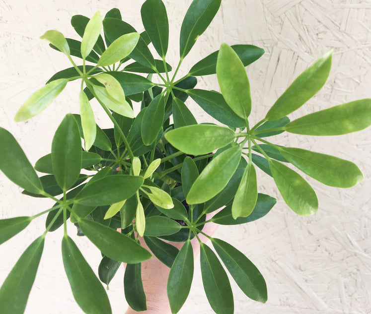 planta schefflera arboricola Schefflera arboricola – Plant Material