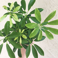 Schefflera arboricola
