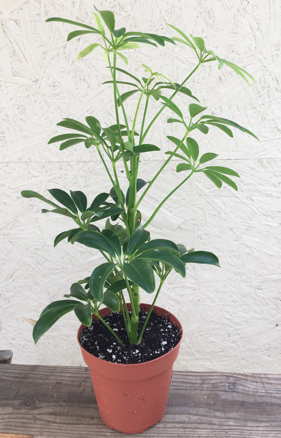 schefflera arboricola buy Schefflera arboricola