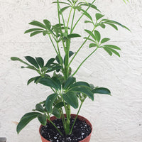 Schefflera arboricola