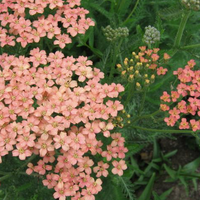 Achillea m. 'Salmon Beauty' (yarrow)