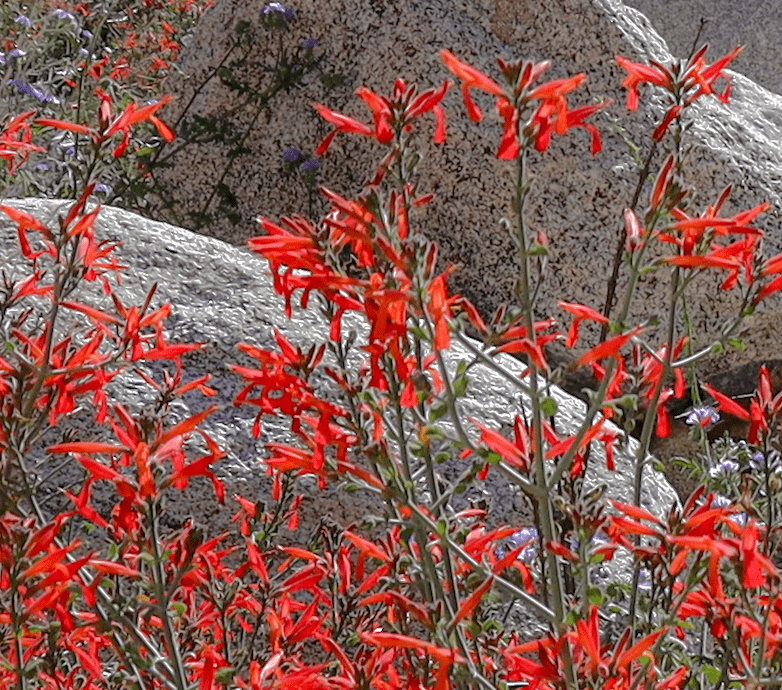 hummingbird plant Justicia californica, Hummingbird Bush – Plant Material