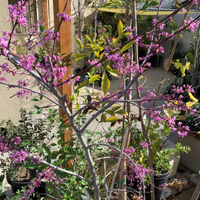 plant material shot