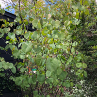 plant material shot