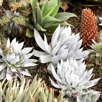 plant material shot