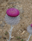 Cirsium occidentale, Cobweb Thistle