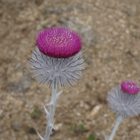 Cirsium occidentale, Cobweb Thistle