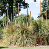 Dasylirion longissimum (Mexican Grass Tree)