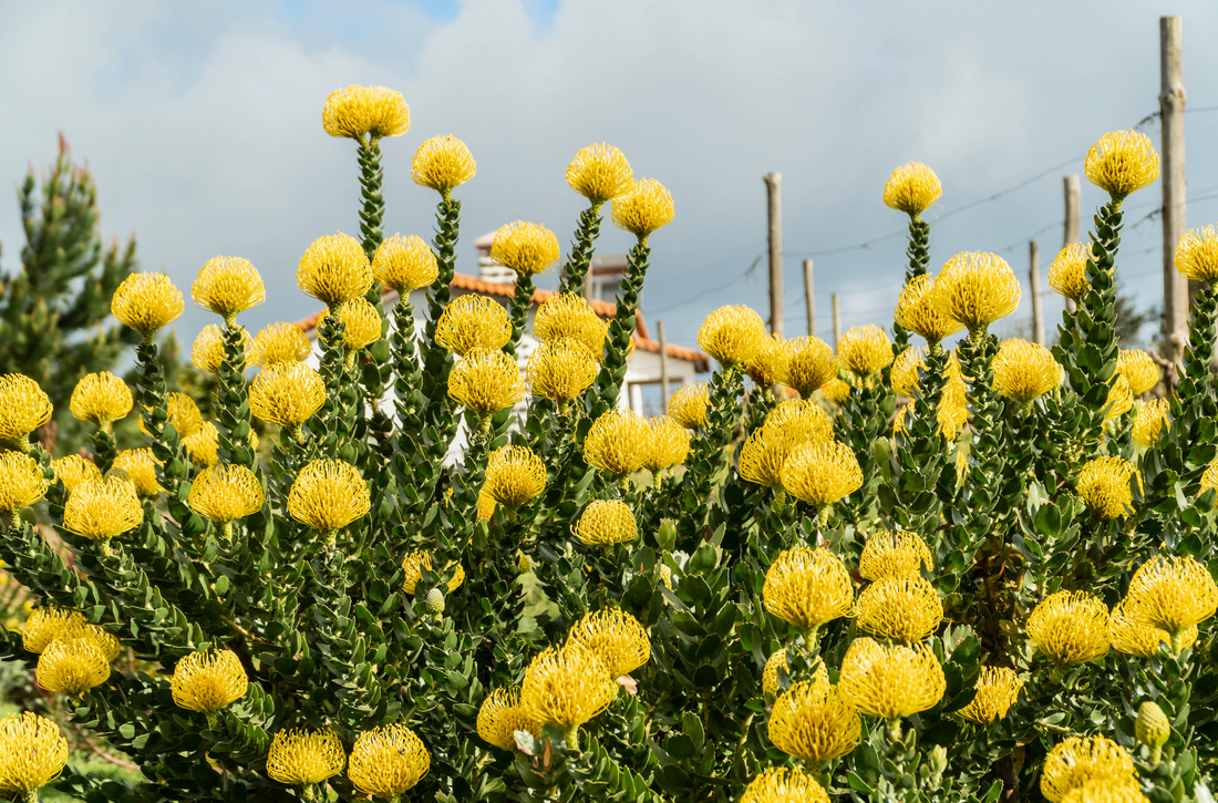 Leucospermum High Gold