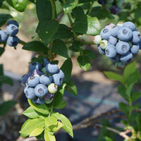 Blueberry Sharpblue