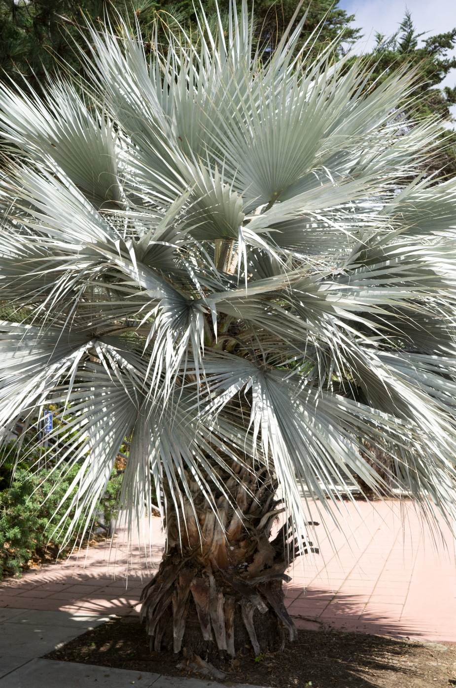 Brahea armata (Blue Hesper Palm) – Plant Material Brahea armata (Blue Hesper Palm) – Plant Material