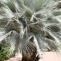 Brahea armata (Blue Hesper Palm)