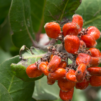 Rhus integrifolia, lemonade berry