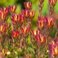 Leucadendron salignum 'Blush'