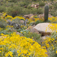 encelia in nature by plant material