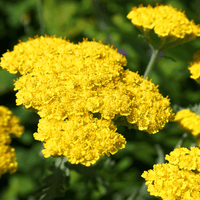 Achillea taygetea 'Moonshine' Yellow Flowers by Plant Material