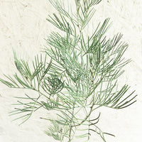 Senna Artemisiodes Foliage
