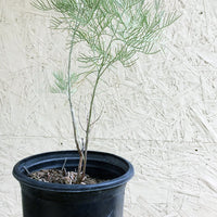 Senna artemisioides (feathery cassia)