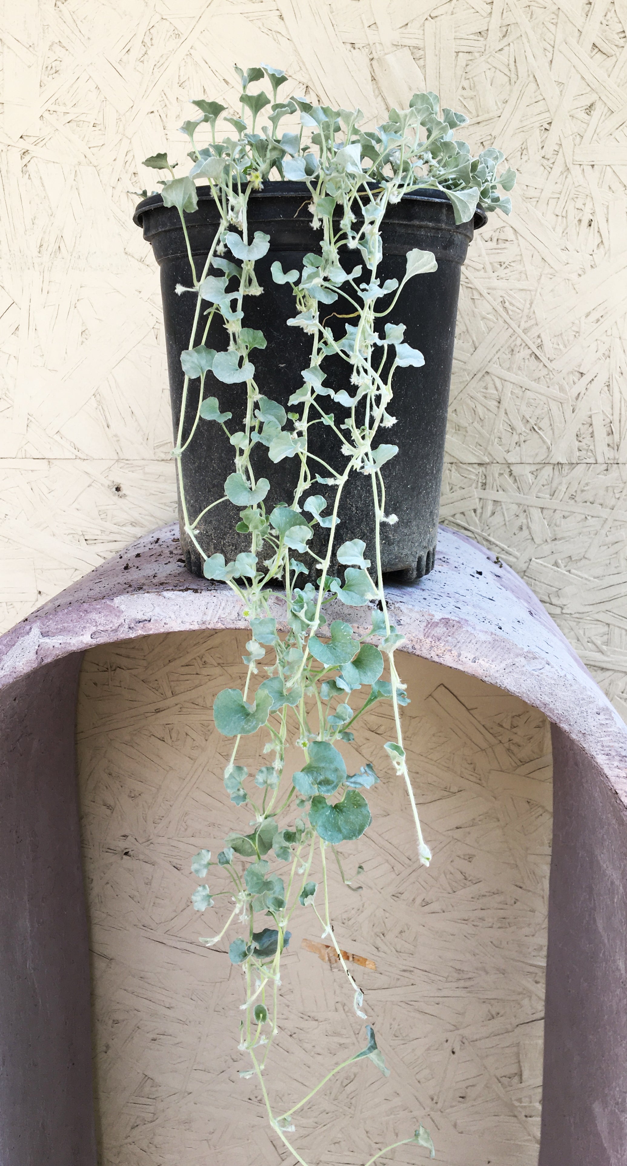 silver falls plant indoors Dichondra argentea 'Silver Falls'