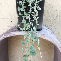 Dichondra argentea 'Silver Falls'