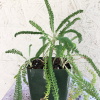 Achillea m. 'Sonoma Coast' (yarrow) 4" pot