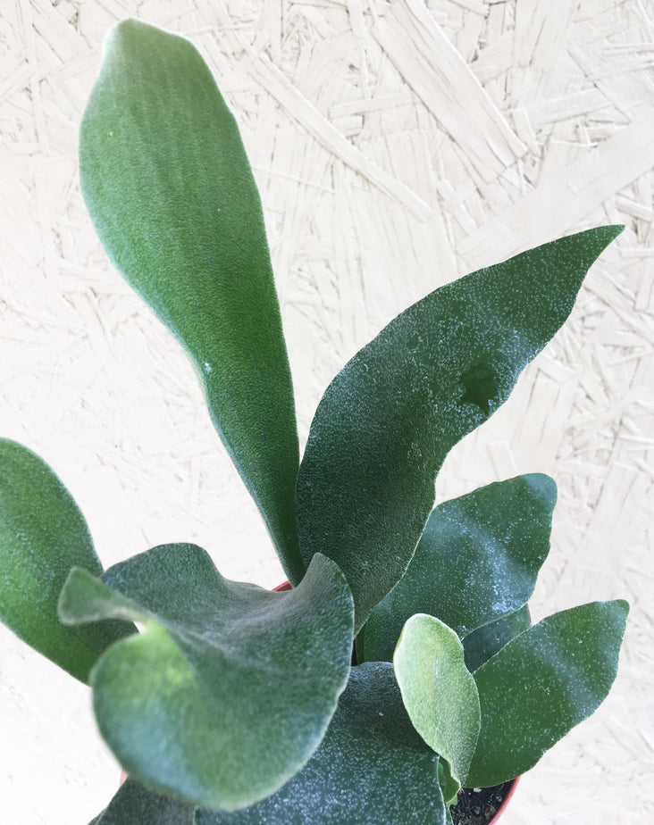 staghorn fern potting mix Buy 4" Staghorn Fern