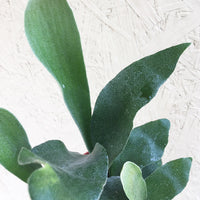 Potted Staghorn Fern