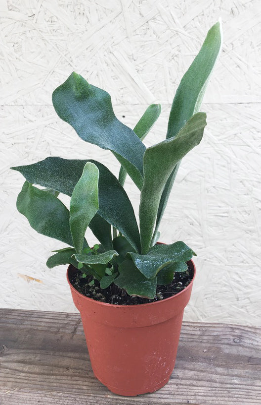 fern potted plant Buy 4" Staghorn Fern