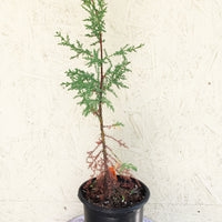 Hesperocyparis (Cupressus) forbesii, Tecate Cypress
