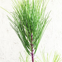 Pinus torreyana, Torrey pine Foliage
