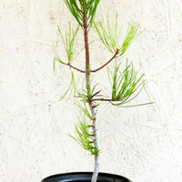 Pinus torreyana, Torrey pine 1 Gallon