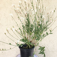 Gaura lindheimeri 'Whirling Butterflies'