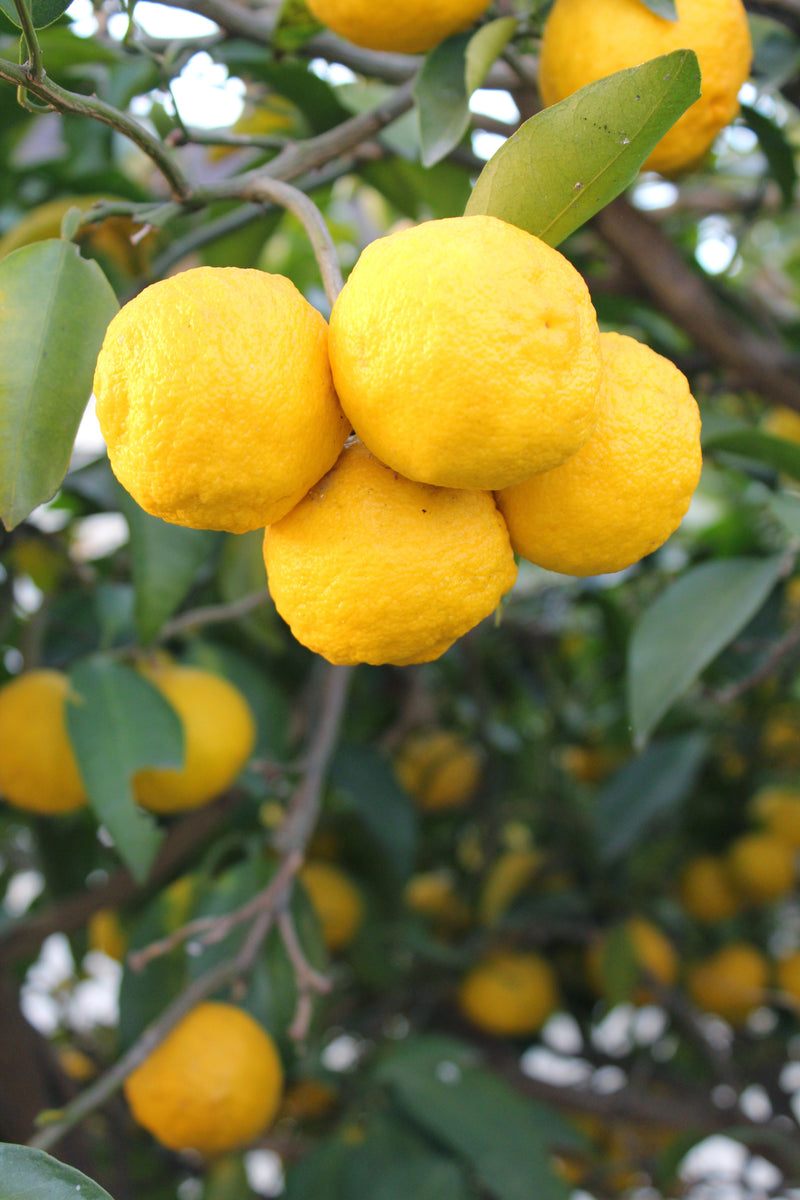 Yuzu Lime – Plant Material