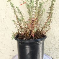 Zauschneria californica, Epilobium canum 1 Gallon